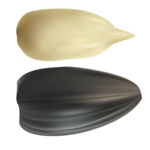 Hạt Hướng Dương PNG (41)