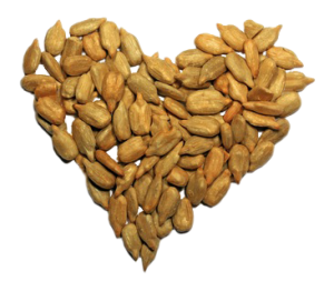 Hạt Hướng Dương PNG (42)