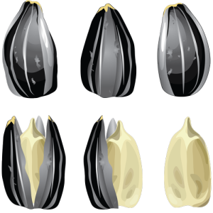 Hạt Hướng Dương PNG (5)