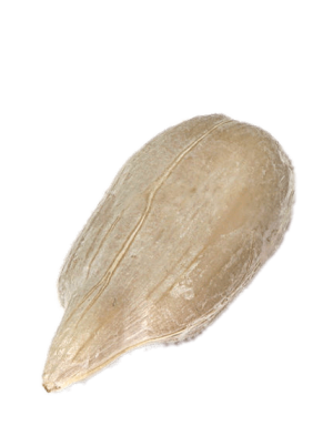 Hạt Hướng Dương PNG (7)