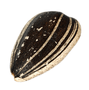 Hạt Hướng Dương PNG (8)