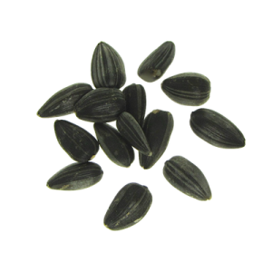 Hạt Hướng Dương PNG (9)