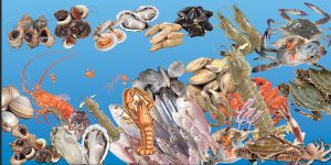 Phông Nền, Biển Quảng Cáo Hải Sản (13)