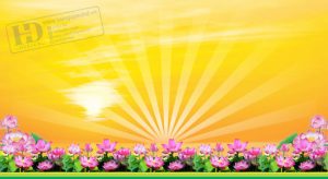 Phông Nền Vàng (1)