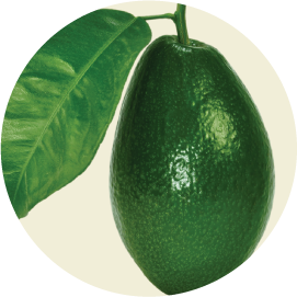 Quả Bơ - Avocado PNG (18)