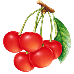 Quả Cherry PNG (23)