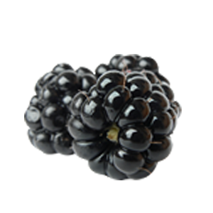 Quả Dâu Đen - Berry (10)