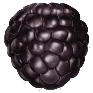 Quả Dâu Đen - Berry (12)