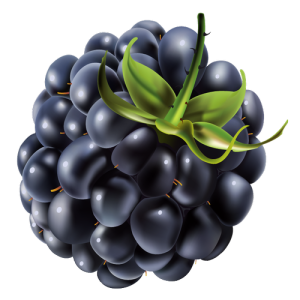 Quả Dâu Đen - Berry (14)