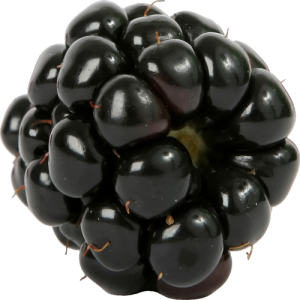 Quả Dâu Đen - Berry (19)