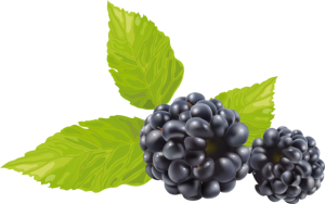 Quả Dâu Đen - Berry (20)