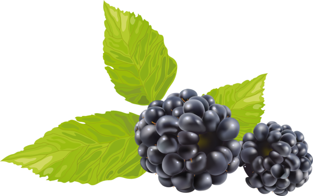 Quả Dâu Đen - Berry (20)