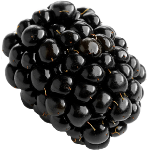 Quả Dâu Đen - Berry (22)