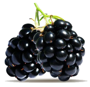 Quả Dâu Đen - Berry (23)