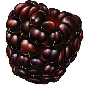 Quả Dâu Đen - Berry (3)