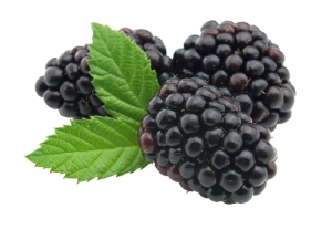 Quả Dâu Đen - Berry (30)