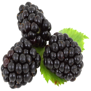 Quả Dâu Đen - Berry (32)