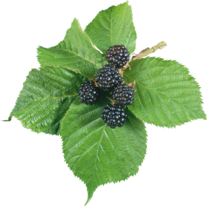 Quả Dâu Đen - Berry (35)