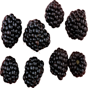 Quả Dâu Đen - Berry (36)