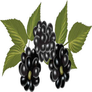 Quả Dâu Đen - Berry (4)