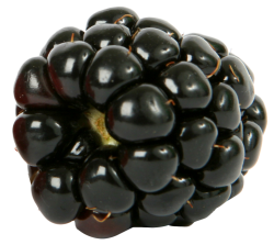 Quả Dâu Đen - Berry (40)