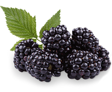 Quả Dâu Đen - Berry (44)