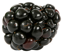 Quả Dâu Đen - Berry (47)