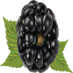 Quả Dâu Đen - Berry (5)