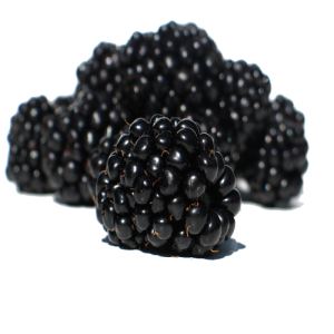 Quả Dâu Đen - Berry (7)