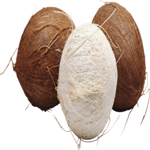 Quả Dừa - Coconut PNG (1)