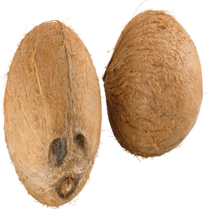 Quả Dừa - Coconut PNG (10)