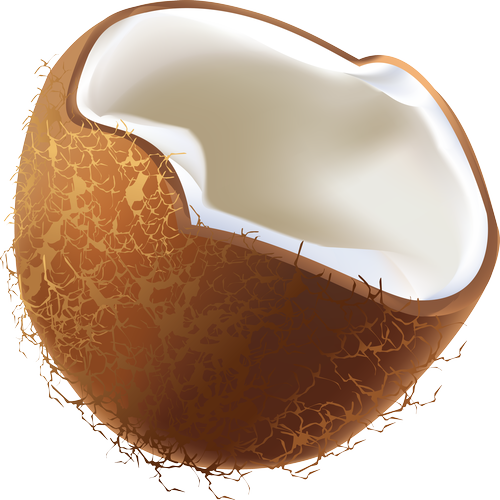 Quả Dừa - Coconut PNG (12)