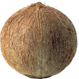 Quả Dừa - Coconut PNG (13)