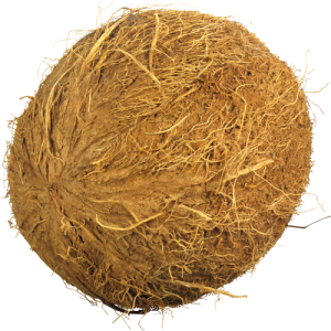 Quả Dừa - Coconut PNG (14)