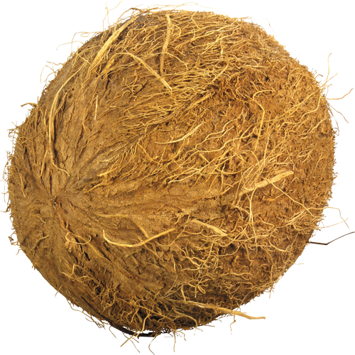 Quả Dừa - Coconut PNG (14)