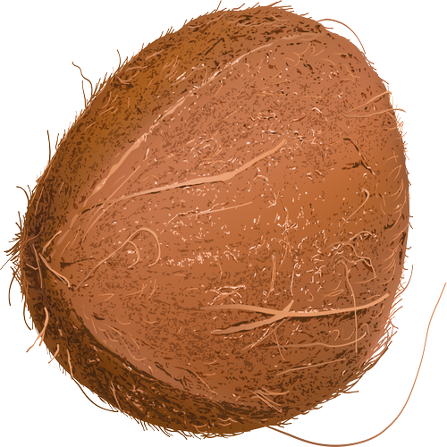 Quả Dừa - Coconut PNG (15)