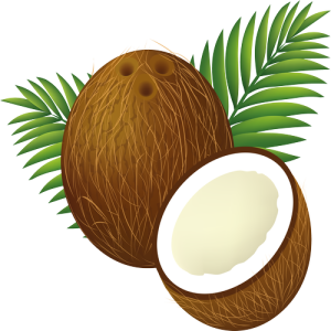 Quả Dừa - Coconut PNG (17)