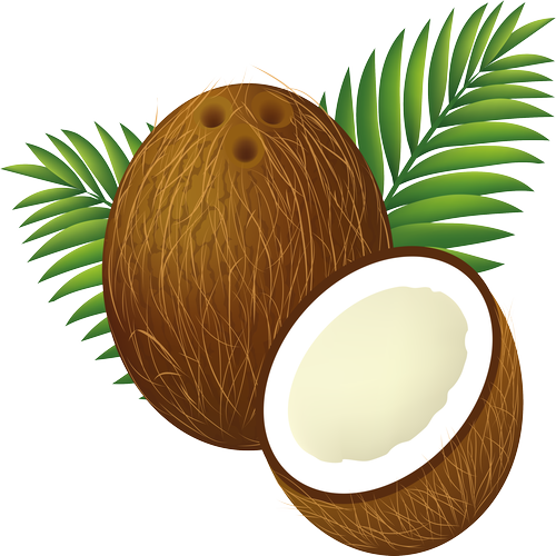 Quả Dừa - Coconut PNG (17)