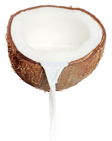 Quả Dừa - Coconut PNG (18)