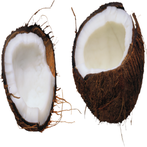 Quả Dừa - Coconut PNG (2)
