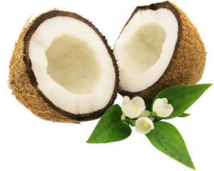 Quả Dừa - Coconut PNG (20)