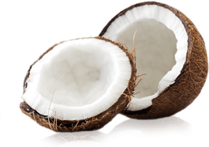 Quả Dừa - Coconut PNG (21)