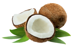 Quả Dừa - Coconut PNG (23)