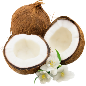 Quả Dừa - Coconut PNG (24)