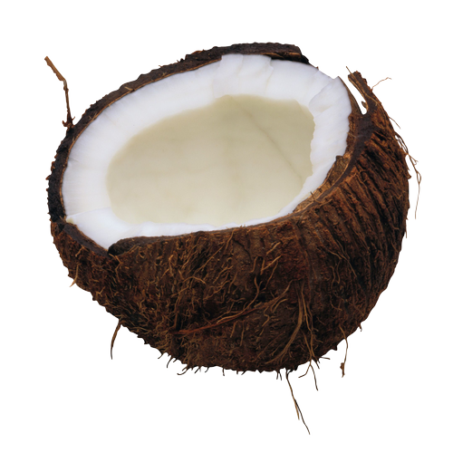 Quả Dừa - Coconut PNG (25)