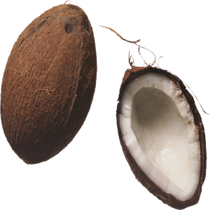 Quả Dừa - Coconut PNG (3)