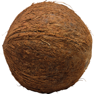 Quả Dừa - Coconut PNG (4)