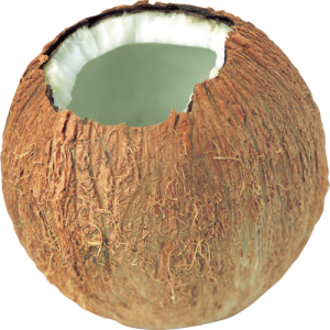 Quả Dừa - Coconut PNG (5)