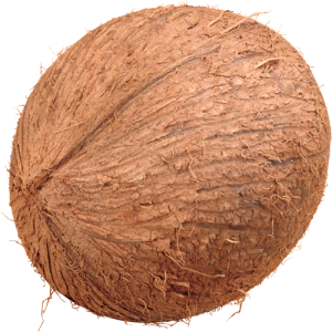 Quả Dừa - Coconut PNG (7)