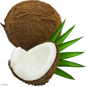 Quả Dừa - Coconut PNG (8)
